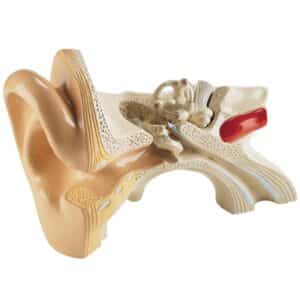 Denoyer Budget Giant Ear, 5X Life-Size  - 3 Parts