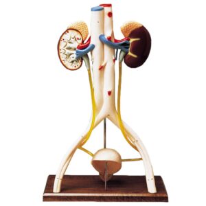 Urinary System