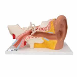 3B Human Ear Model, 3X Life-Size - 4 Parts