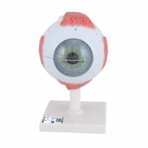 3B Human Eye Model, 5X Life-Size - 6 Parts