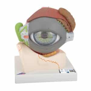 3B Human Eye w/Eyelid, 5X Life-Size - 8 Parts