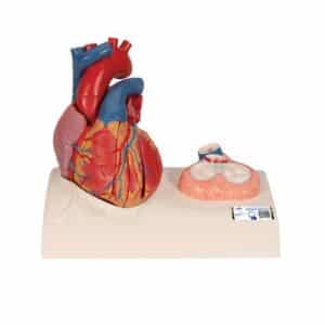 3B Heart Model w/Representation of Systole, Life-Size - 5 Parts