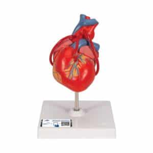 3B Classic Heart w/Bypass - 2 Parts