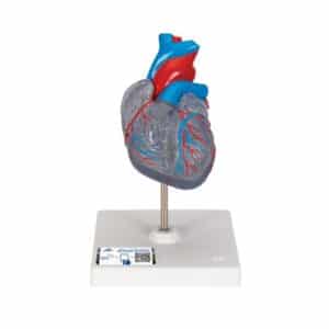 3B Classic Heart w/Conducting System - 2 Parts