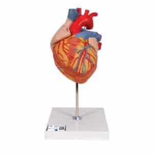 3B Heart Model, 2X Life-Size - 4 Parts