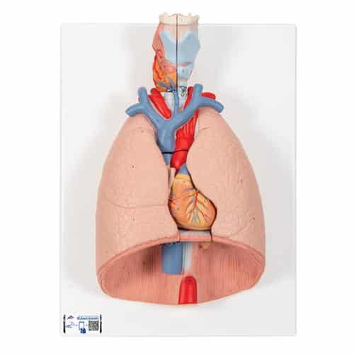3B Lung Model w/Larynx, Life-Size - 7 Parts