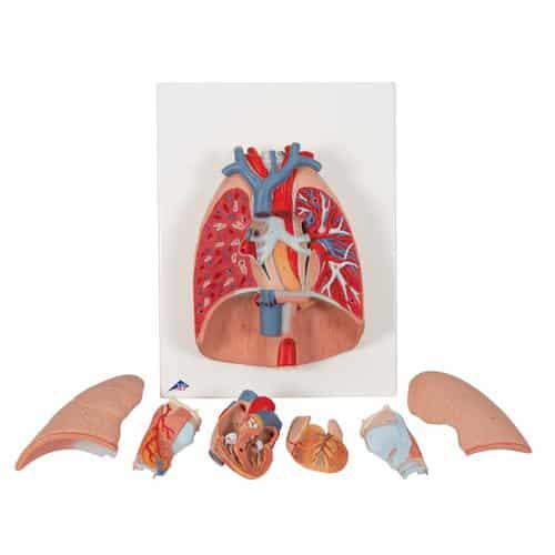 3B Lung Model w/Larynx, Life-Size - 7 Parts - Image 2