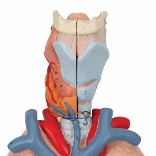 3B Lung Model w/Larynx, Life-Size - 7 Parts - Image 3