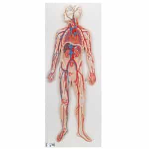 3B Circulatory System, 1/2 Life-Size