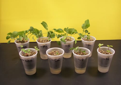 Plant Food – Nutrient Deficiency in Plants - Image 2