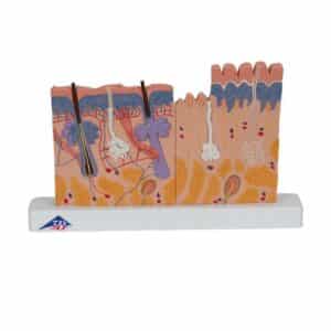 3B Skin Section, 40X Life-Size