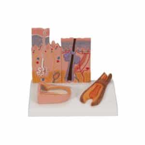 3B Skin, Hair & Nail Model