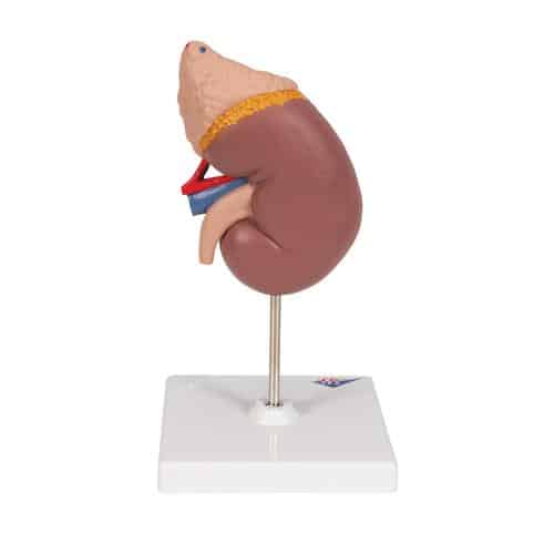 3B Kidney w/Adrenal Gland - 2 Parts - Image 2
