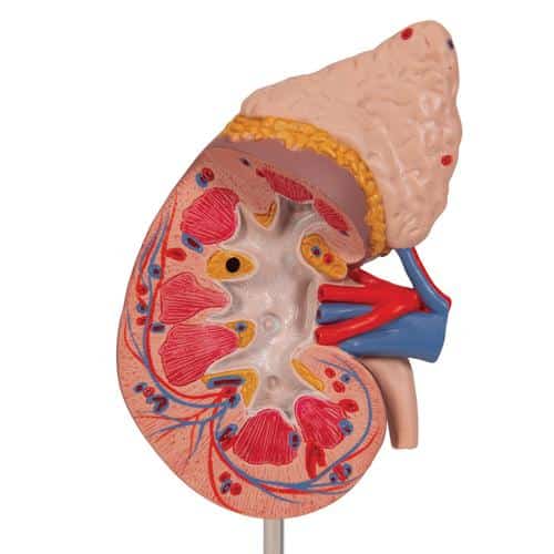 3B Kidney w/Adrenal Gland - 2 Parts - Image 4