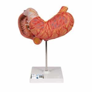 Digestive System