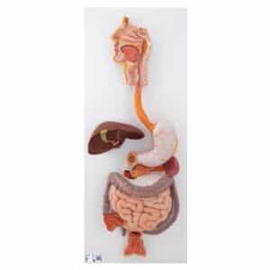 3B Digestive System Model, Life-Size - 3 Parts