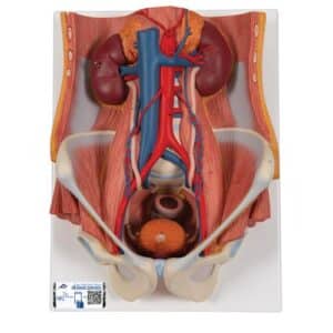 3B Dual-Sex Urinary System, Life-Size - 6 Parts