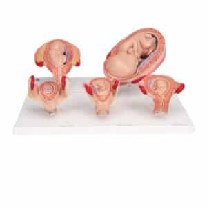 3B Pregnancy Series - 5 Embryo & Fetus Models