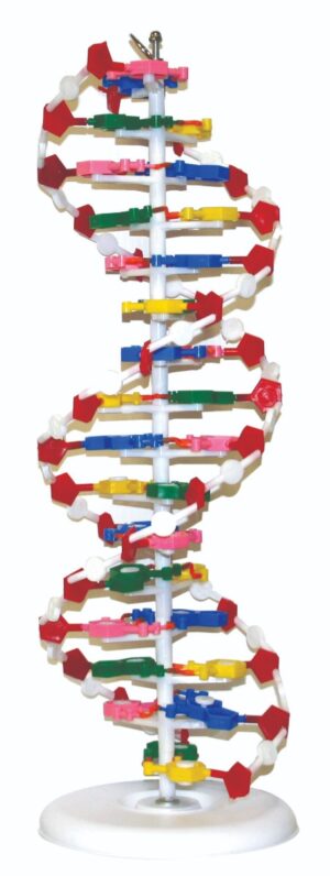 Walter DNA Model