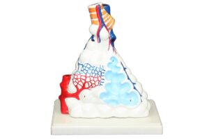 Walter Alveolus Model