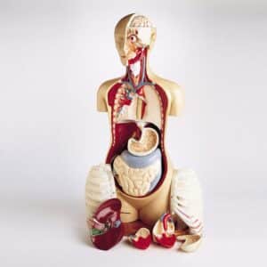 Denoyer Advanced Knowbody Torso, Life-Size - 14 Parts