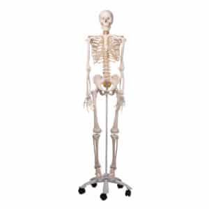 3B Flexible Human Skeleton "Fred"
