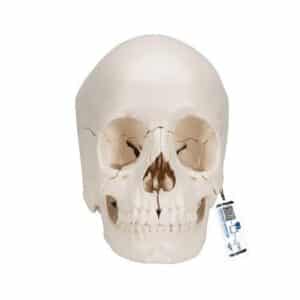 3B Beauchene Human Skull, Bone Colored Version - 22 Parts