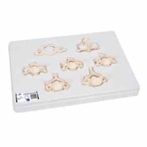 3B BONElike Human Cervical Vertebrae Set
