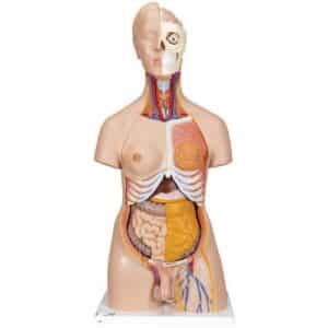 3B Deluxe Dual-Sex Human Torso, Life-Size - 20 Parts
