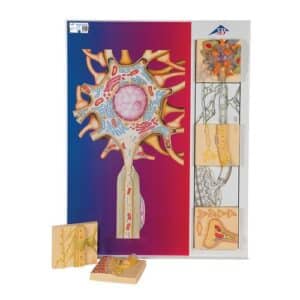 3B Human Nervous System Model Set "Physiology of Nerves"