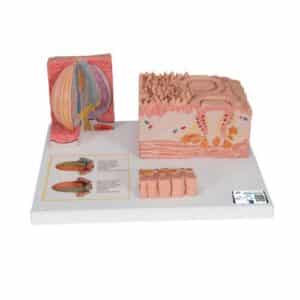 3B MICROanatomy Human Tongue Model