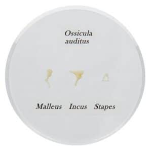 3B Ossicle Model, Life-Size