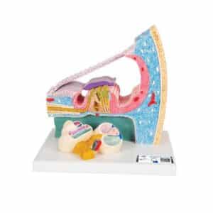 3B Organ of Corti Model with Representation in Cochlea