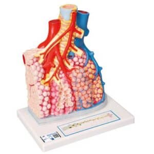 3B Model of Pulmonary Lobule w/Surrounding Blood Vessels,130X Life-Size