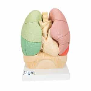 3B Segmented Lung Model