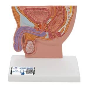 3B Male Pelvis Model in Median Section, 1/2 Life-Size