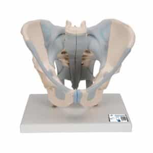 3B Human Male Pelvis Skeleton Model w/Ligaments, Life-Size - 2 Parts