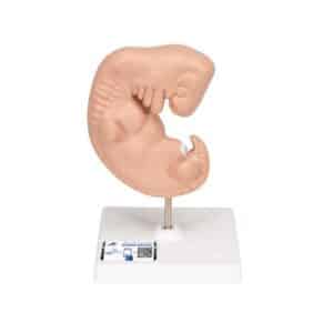 3B Human Embryo Model, 25X Life-Size