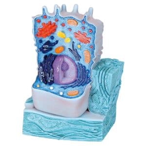 3B Animal Cell Model