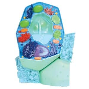 3B Plant Cell Model