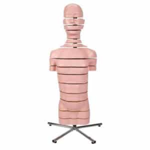 3B MRI Torso Model with 15 Transverse Sections