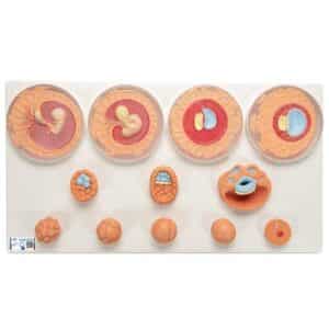 3B Embryonic Development Model